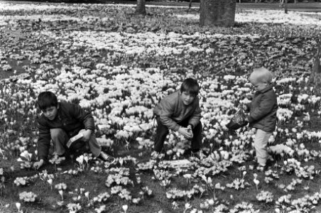 Lente begon. Kinderen tussen de krokusjes op de Burgemeester de Vlughtlaan in Am, Bestanddeelnr 932-0546