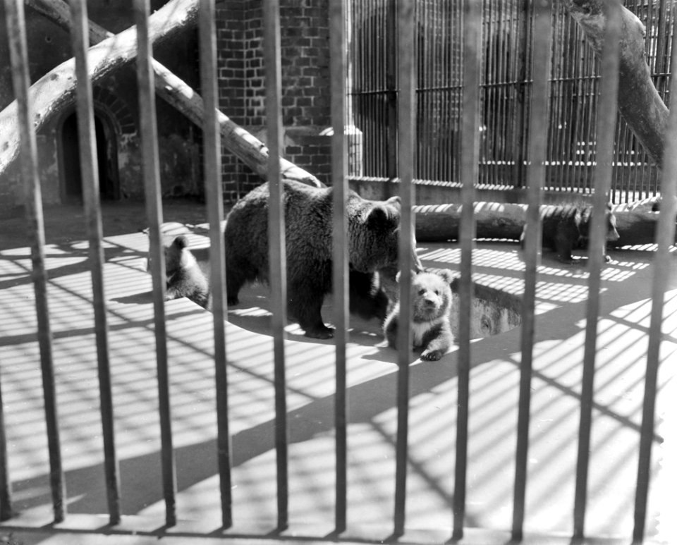 Lente in Artis, de jonge beren spelen met moe in de zon, Bestanddeelnr 910-3110