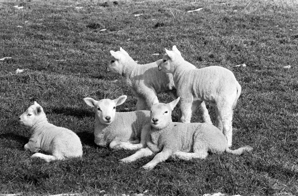 Lente. Lammeren in de wei bij Abcoude, Bestanddeelnr 923-3309