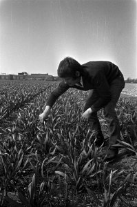 Lente begonnen, bollenkwekers aan het werk, Bestanddeelnr 926-2963