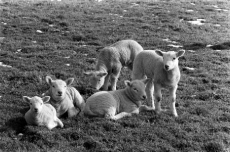 Lente. Lammeren in de wei bij Abcoude, Bestanddeelnr 923-3312