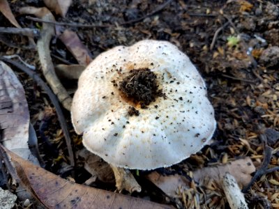 Lentinus tigrinus (Philippines) 04