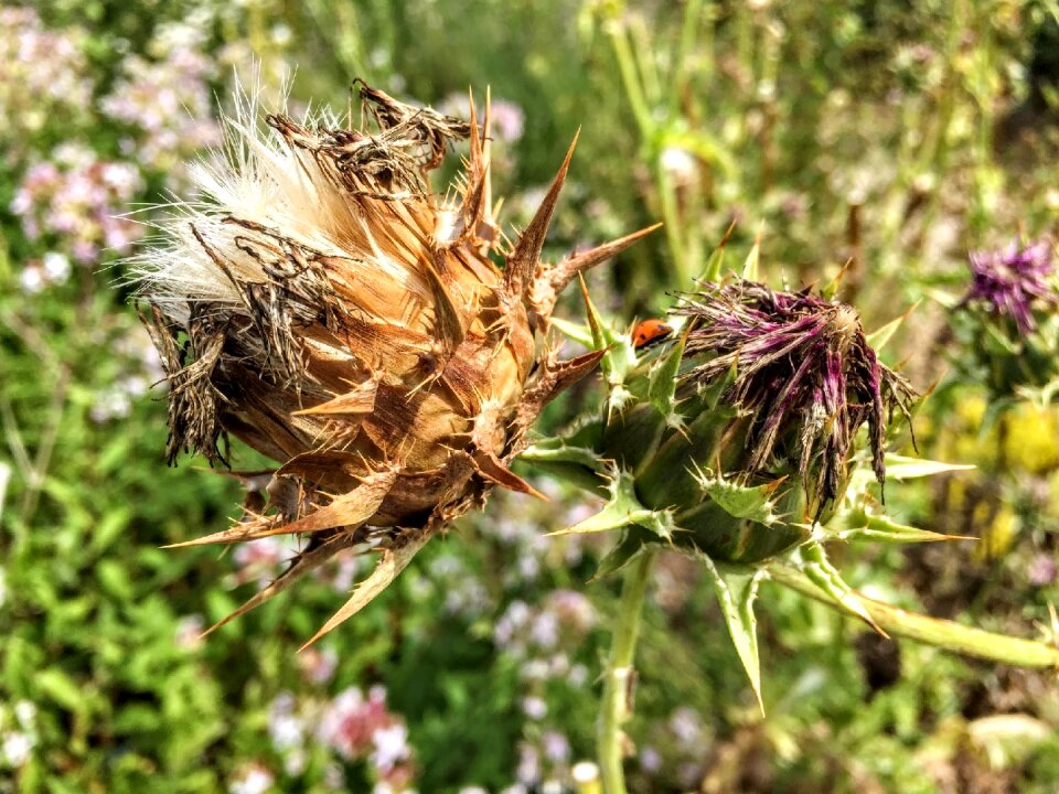 Nature green blossom