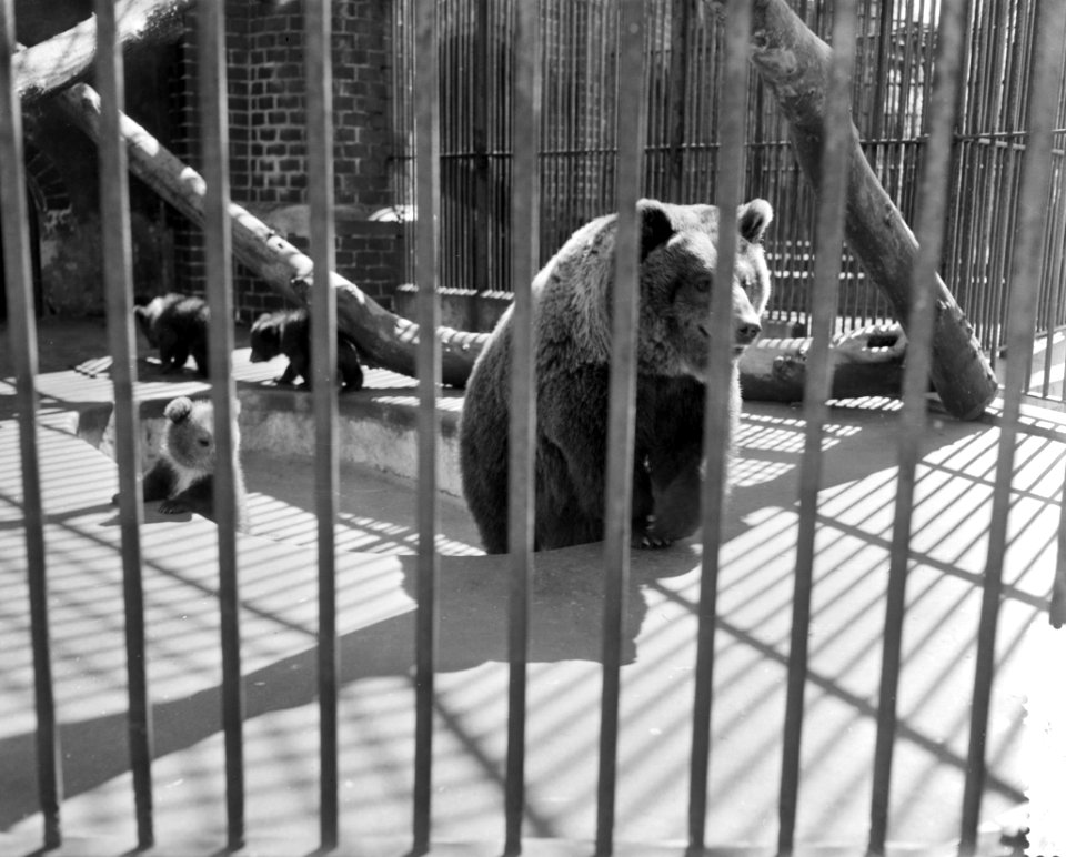 Lente in Artis, de jonge beren spelen met moe in de zon, Bestanddeelnr 910-3109