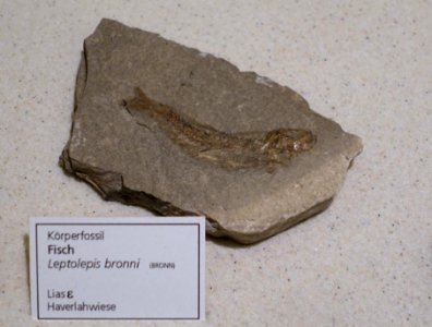 Leptolepis coryphaenoides (Leptolepis bronni) - Naturhistorisches Museum, Braunschweig, Germany - DSC05261