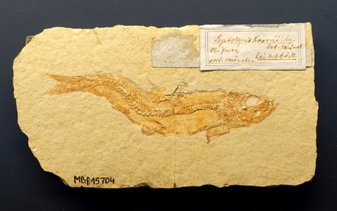 Leptolepides knorri - Museum fur Naturkunde, Berlin - DSC09937