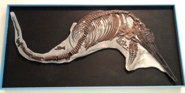 Leptonectes tenuirostris, Lyme Regis, England, Early Jurassic - Royal Ontario Museum - DSC09972