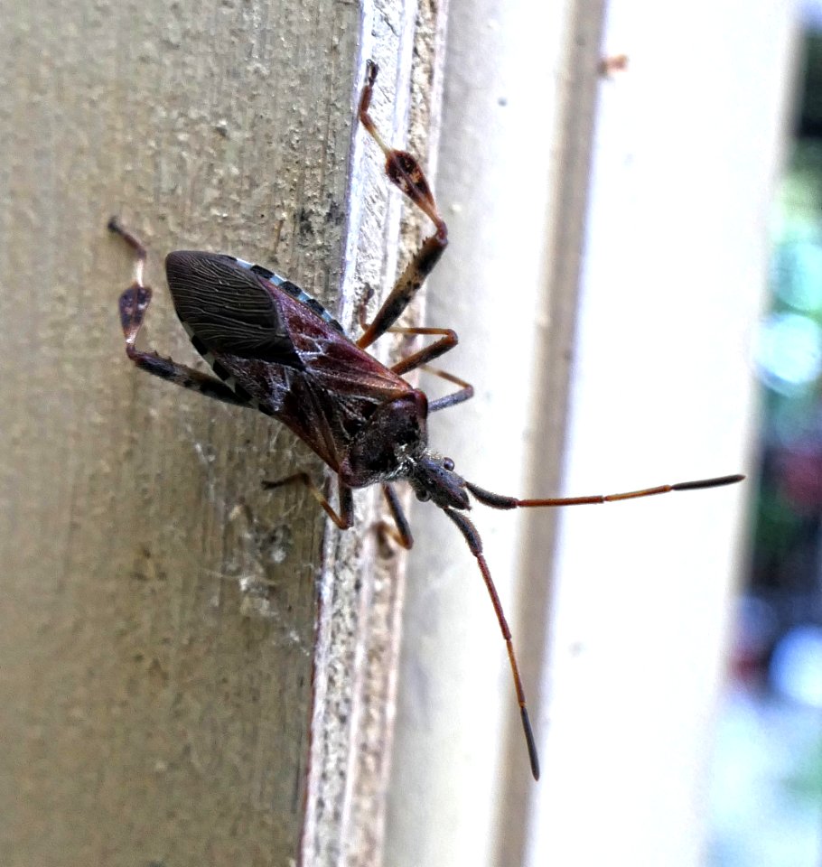 Leptoglossus occidentalis - Amerikanische Kiefernwanze
