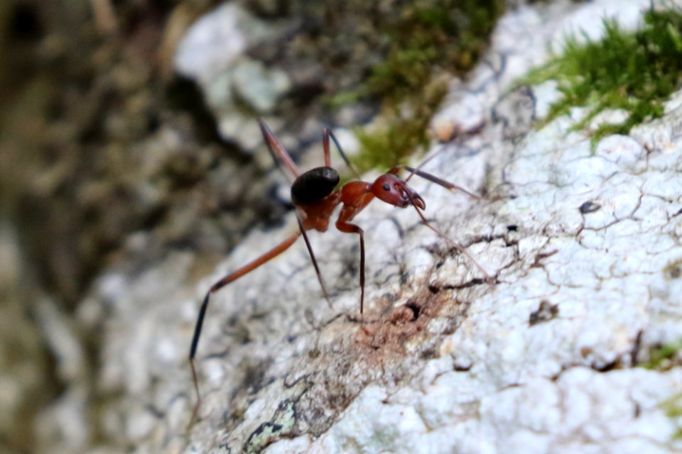 Leptomyrmex tibialis