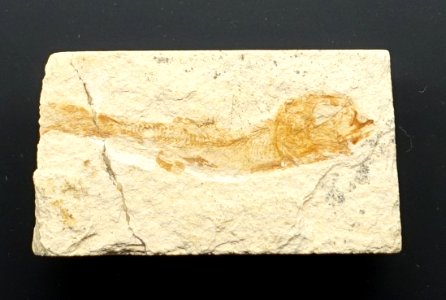 Leptolepides sprattiformis - Museum fur Naturkunde, Berlin - DSC09931