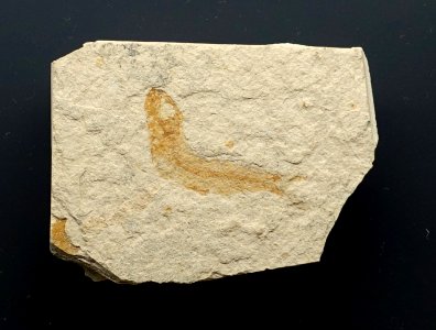 Leptolepides sprattiformis - Museum fur Naturkunde, Berlin - DSC09932