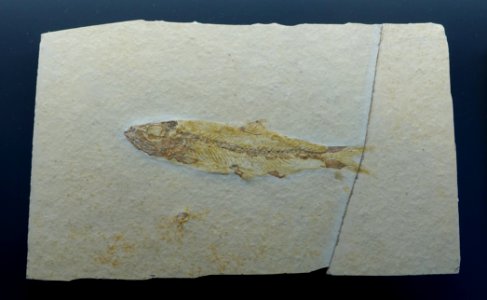 Leptolepides sprattiformis - Museum fur Naturkunde, Berlin - DSC09999
