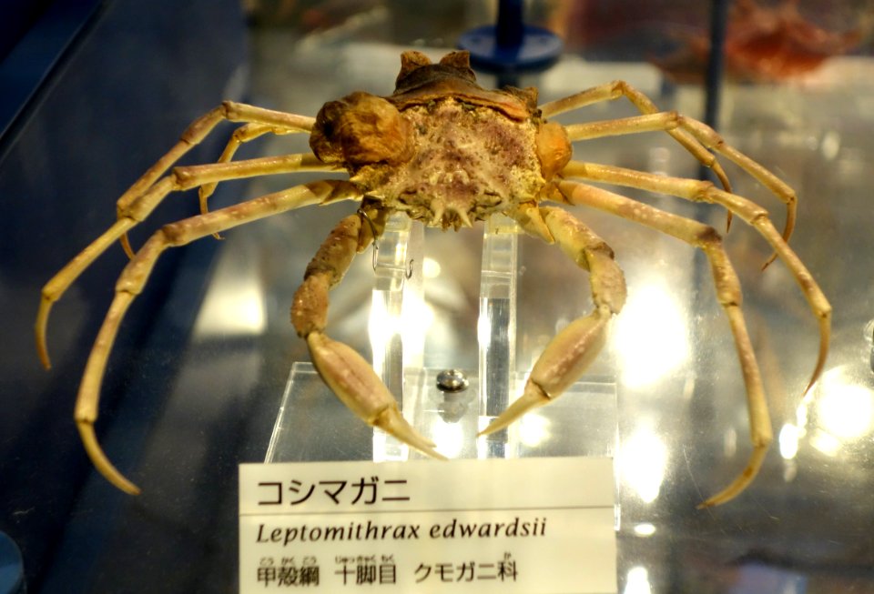 Leptomithrax edwardsii - National Museum of Nature and Science, Tokyo - DSC06887