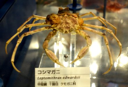 Leptomithrax edwardsii - National Museum of Nature and Science, Tokyo - DSC06887