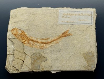 Leptolepides knorri - Museum fur Naturkunde, Berlin - DSC09936