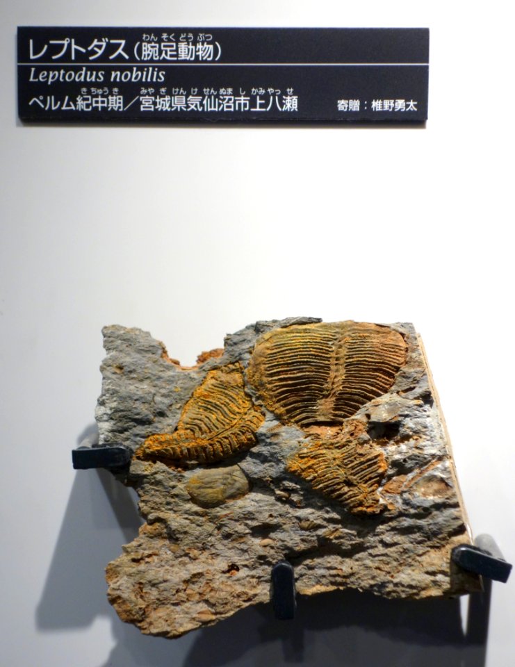 Leptodus nobilis - National Museum of Nature and Science, Tokyo - DSC07016