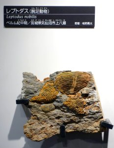 Leptodus nobilis - National Museum of Nature and Science, Tokyo - DSC07016