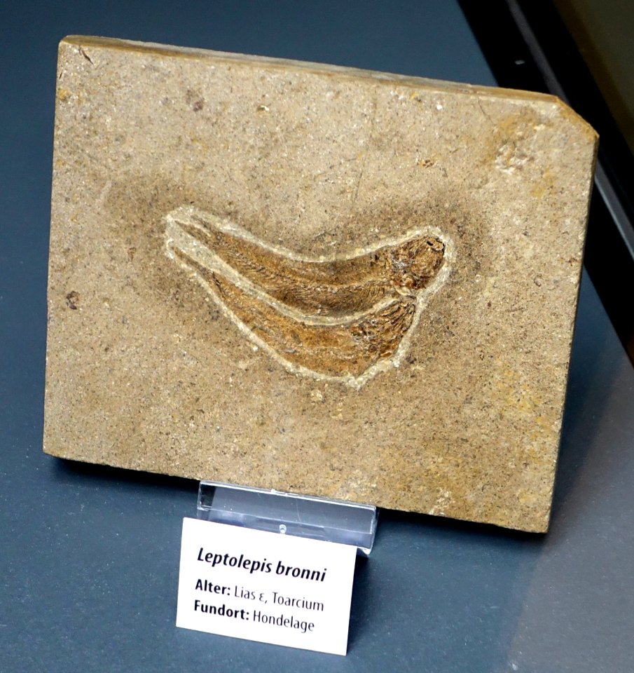 Leptolepis coryphaenoides (Leptolepis bronni) - Naturhistorisches Museum, Braunschweig, Germany - DSC05075