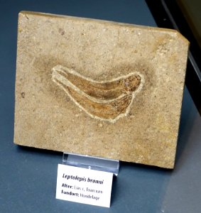 Leptolepis coryphaenoides (Leptolepis bronni) - Naturhistorisches Museum, Braunschweig, Germany - DSC05075