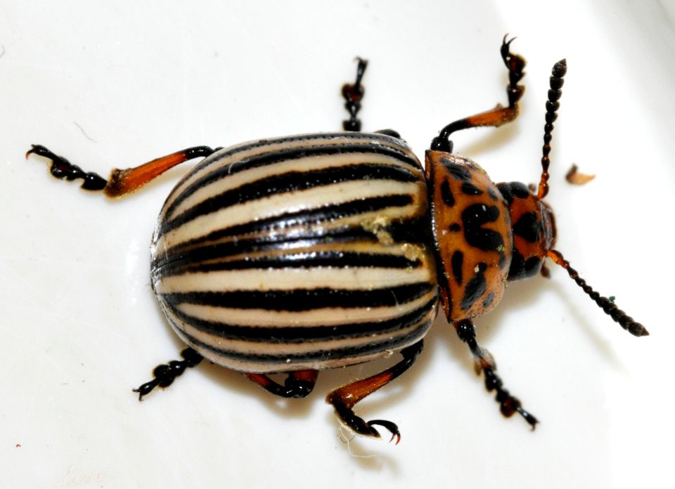 Leptinotarsa-decemlineata-03-fws