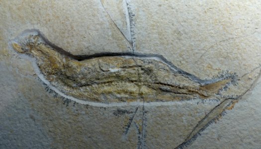 Leptolepis knorri - Museum fur Naturkunde, Berlin - DSC09979