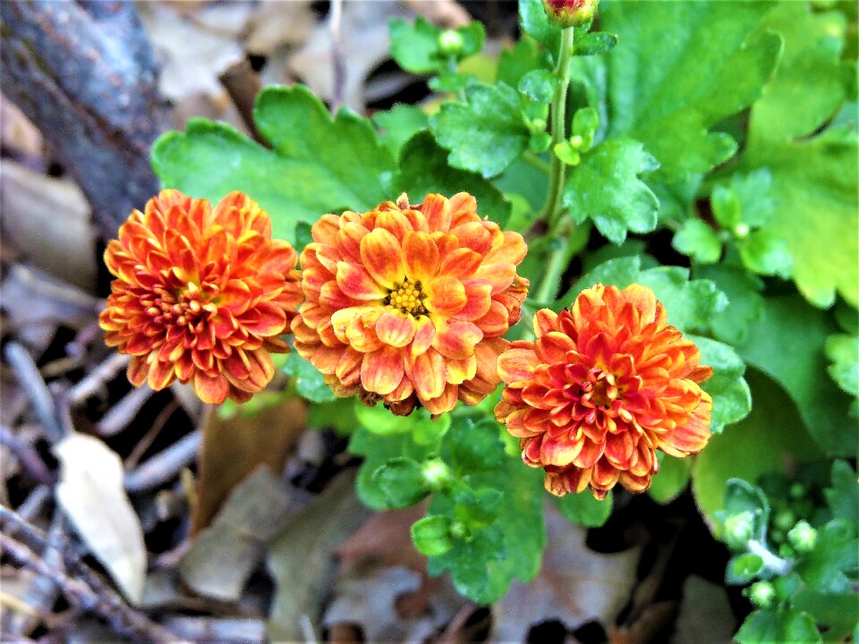 Rust yellow garden