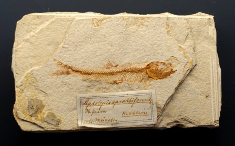 Leptolepides sprattiformis - Museum fur Naturkunde, Berlin - DSC09935