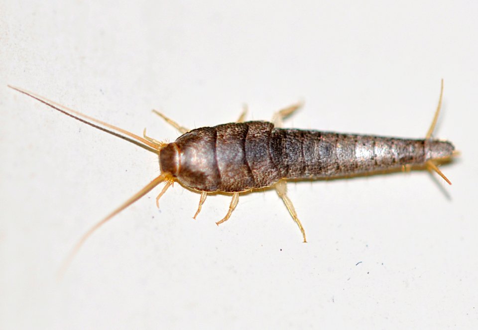 Lepisma-saccharina-01-fws