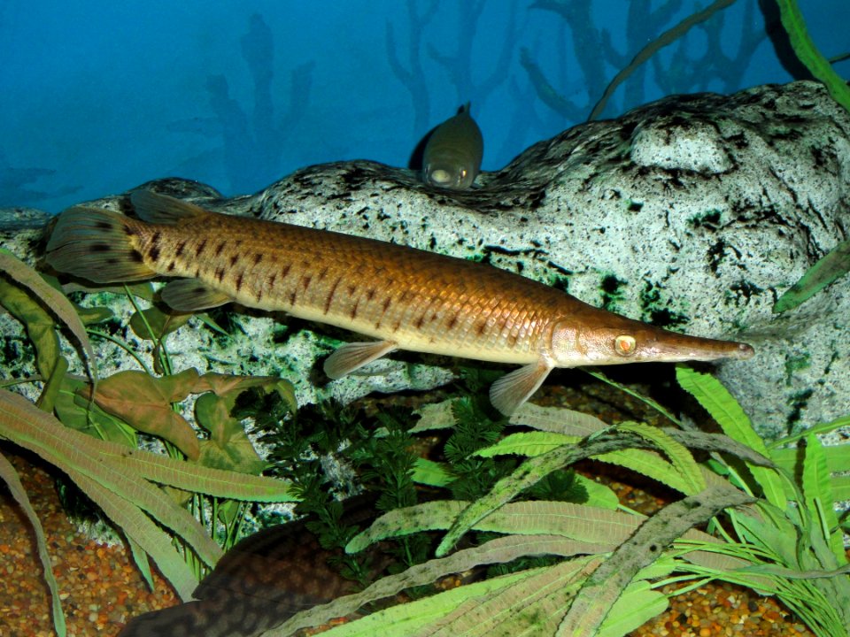 Lepisosteus oculatus - Springfield Science Museum - Springfield, MA - DSC03489