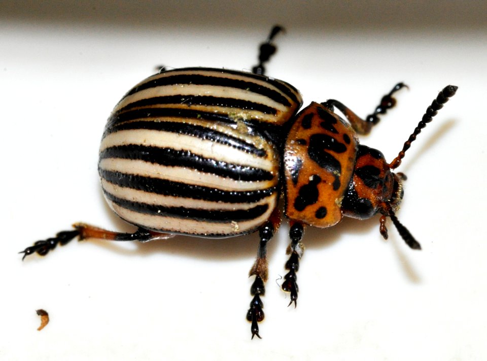 Leptinotarsa-decemlineata-10-fws