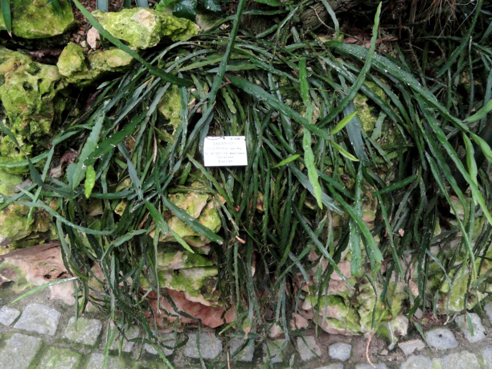 Lepismium cruciforme - Palmengarten Frankfurt - DSC01721