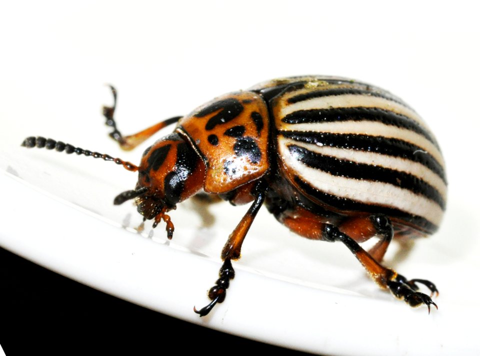 Leptinotarsa-decemlineata-09-fws