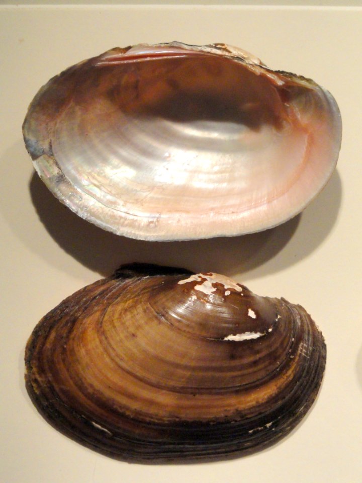 Leptodea ochracea - Springfield Science Museum - Springfield, MA - DSC03459