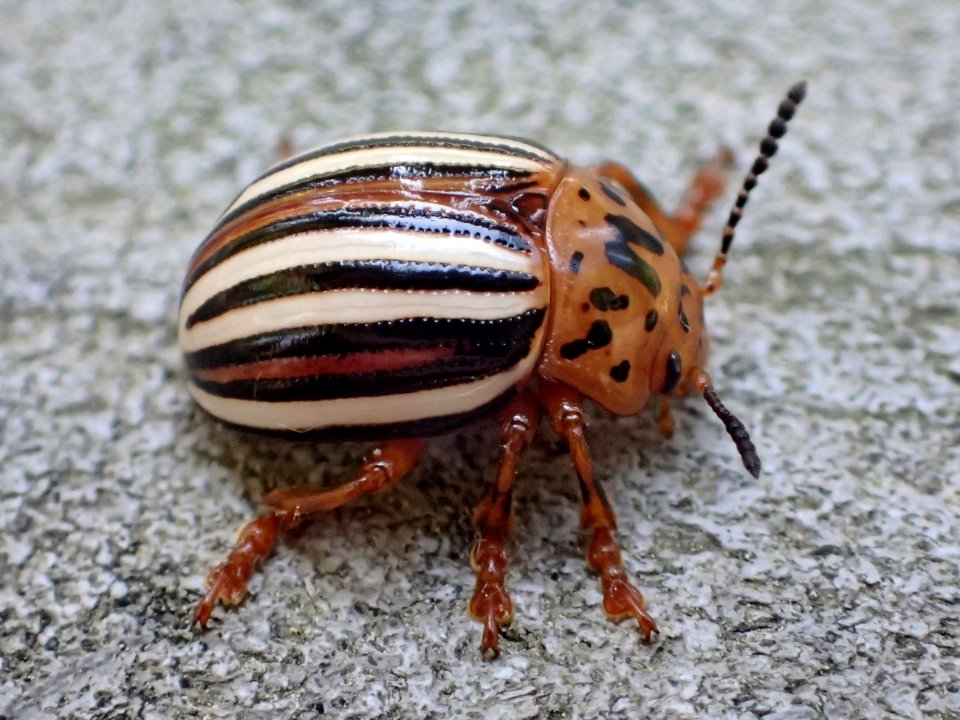 Leptinotarsa juncta 01