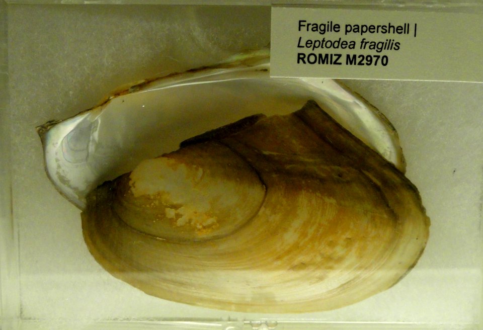 Leptodea fragilis - Royal Ontario Museum - DSC00196