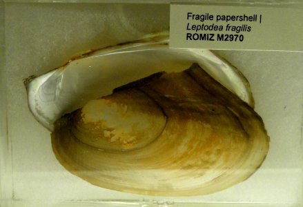 Leptodea fragilis - Royal Ontario Museum - DSC00196