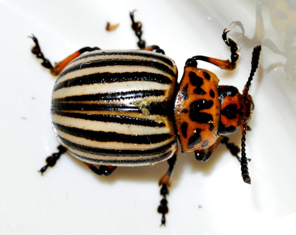 Leptinotarsa-decemlineata-01-fws
