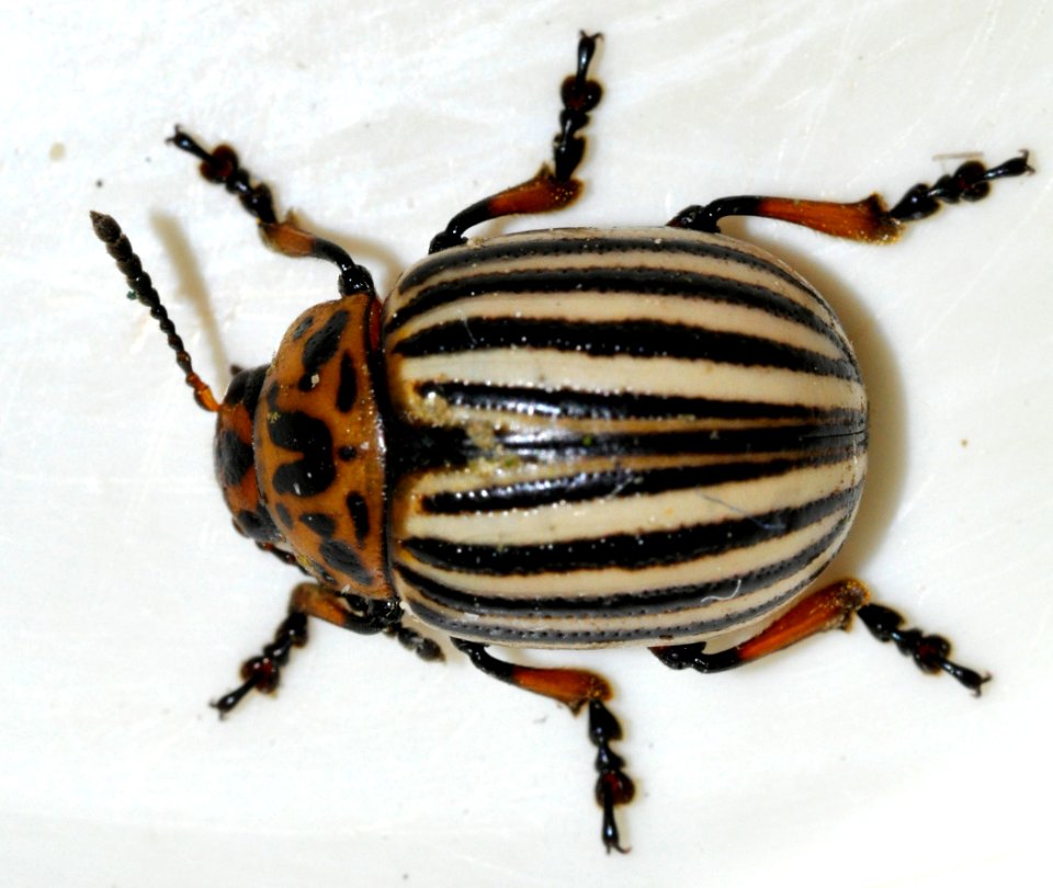 Leptinotarsa-decemlineata-05-fws