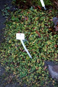 Leptinella dioica - Botanischer Garten, Dresden, Germany - DSC08398