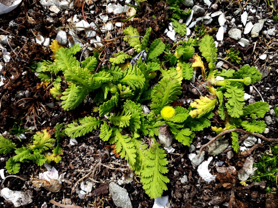 Leptinella potentillina