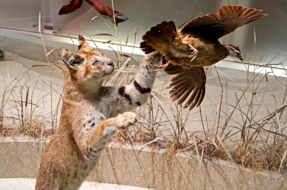 Leptailurus serval IMG 1128