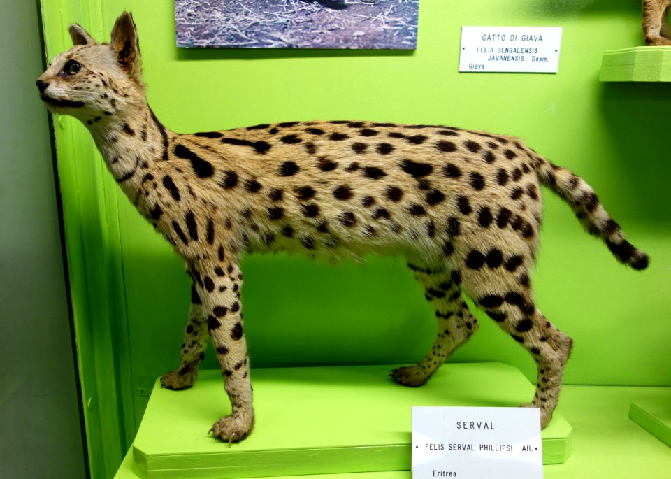 Leptailurus serval (Felis serval) - Museo Civico di Storia Naturale Giacomo Doria - Genoa, Italy - DSC02681