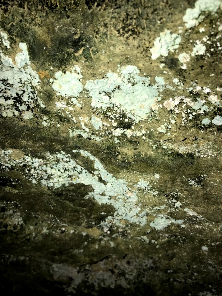 Lepraria finkii 20005880