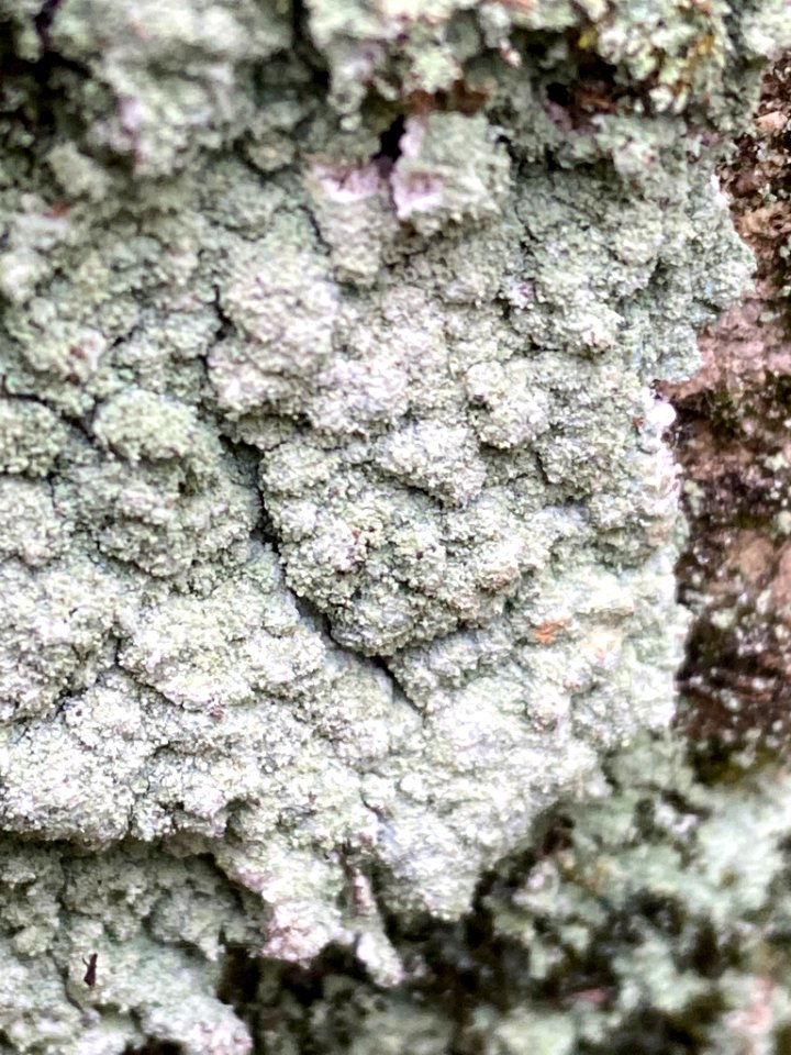 Lepraria finkii 59829624