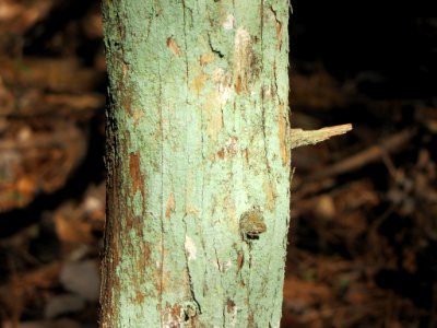 Lepraria finkii 13053487