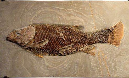 Lepidotes sp. - Naturhistorisches Museum, Braunschweig, Germany - DSC05172