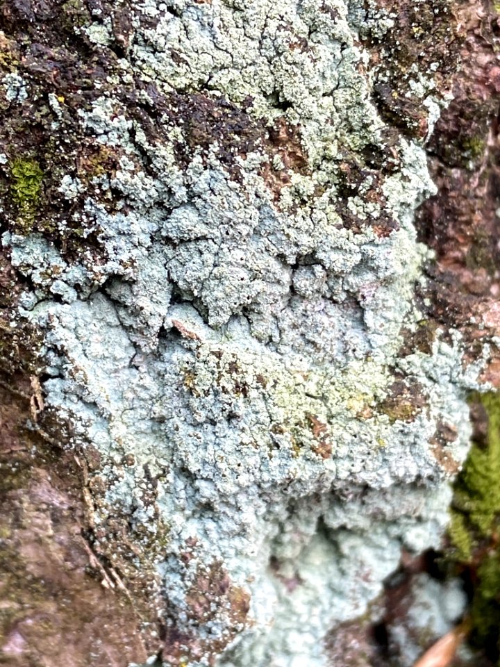 Lepraria finkii 60241950