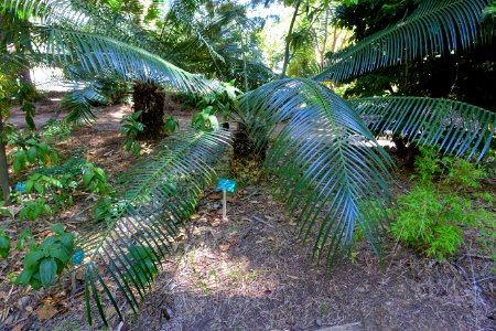 Lepidozamia peroffskyana - Mildred E. Mathias Botanical Garden - University of California, Los Angeles - DSC02793