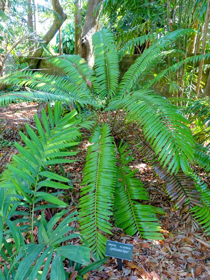 Lepidozamia hopei - Marie Selby Botanical Gardens - Sarasota, Florida - DSC01476