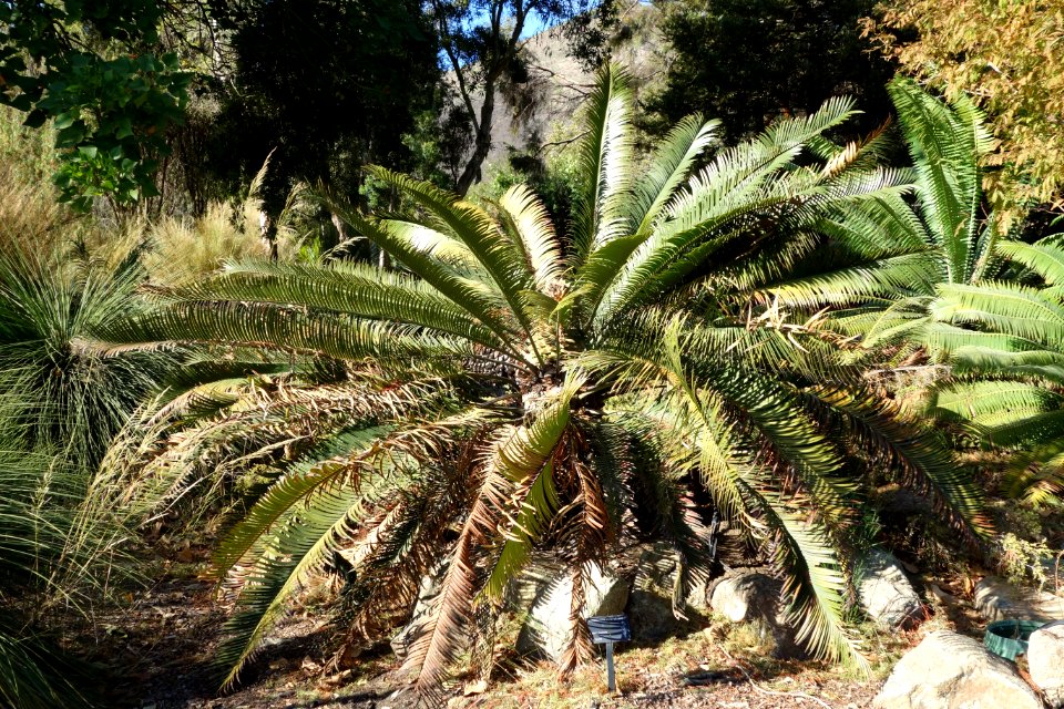 Lepidozamia peroffskyana - Leaning Pine Arboretum - DSC05794